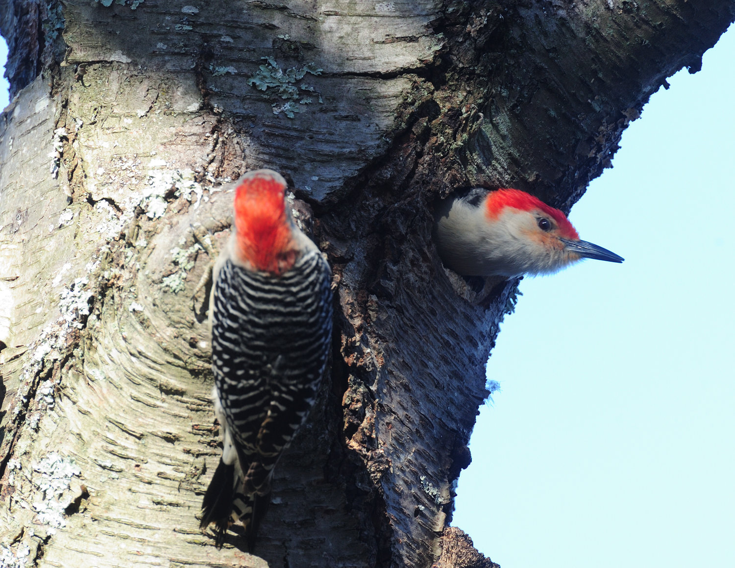 Red-bellied woodpeckers are medium-sized woodpeckers, about the size of a northern flicker. This is a pair of them in a nest cavity they built in a dead black birch. There were young in the nest at this time, but too small to see in the entrance. Look for adults carrying food items and listen for begging calls from the young.